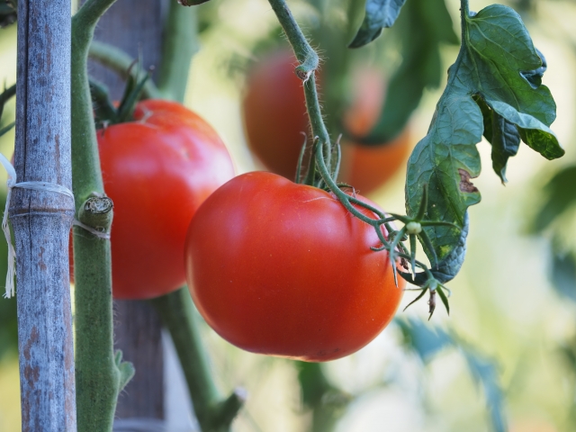 レンタル畑でトマト作り